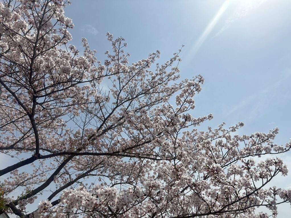 桜