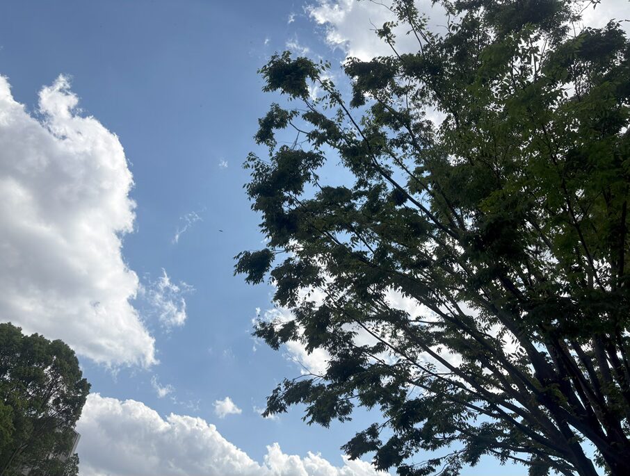 青空にのびのびと枝を広げる木